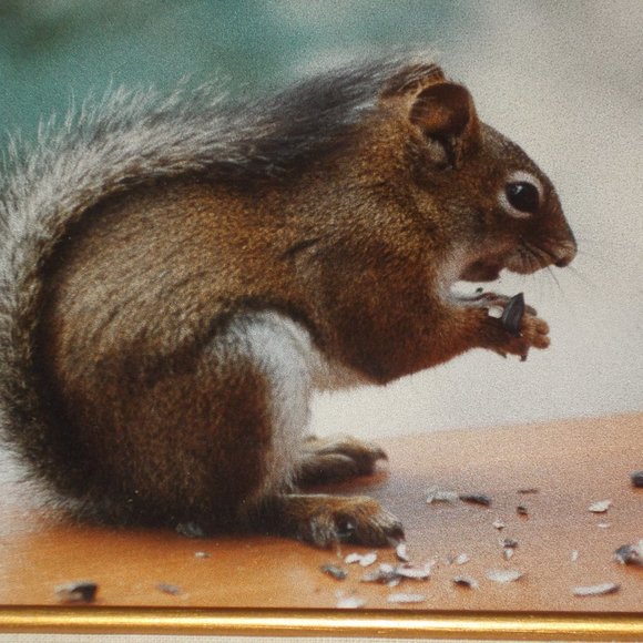 Cute Squirrel print in wood frame with liner - Picture 2 of 4